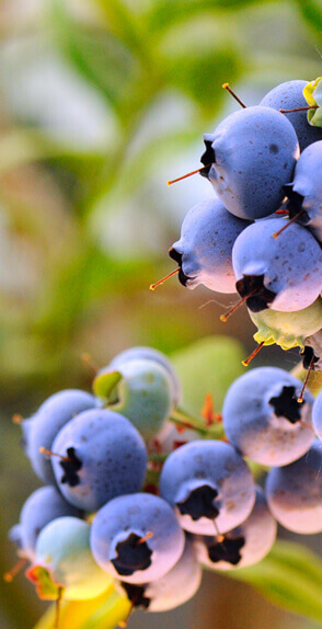 莊園擁有達(dá)32種美味特產(chǎn)