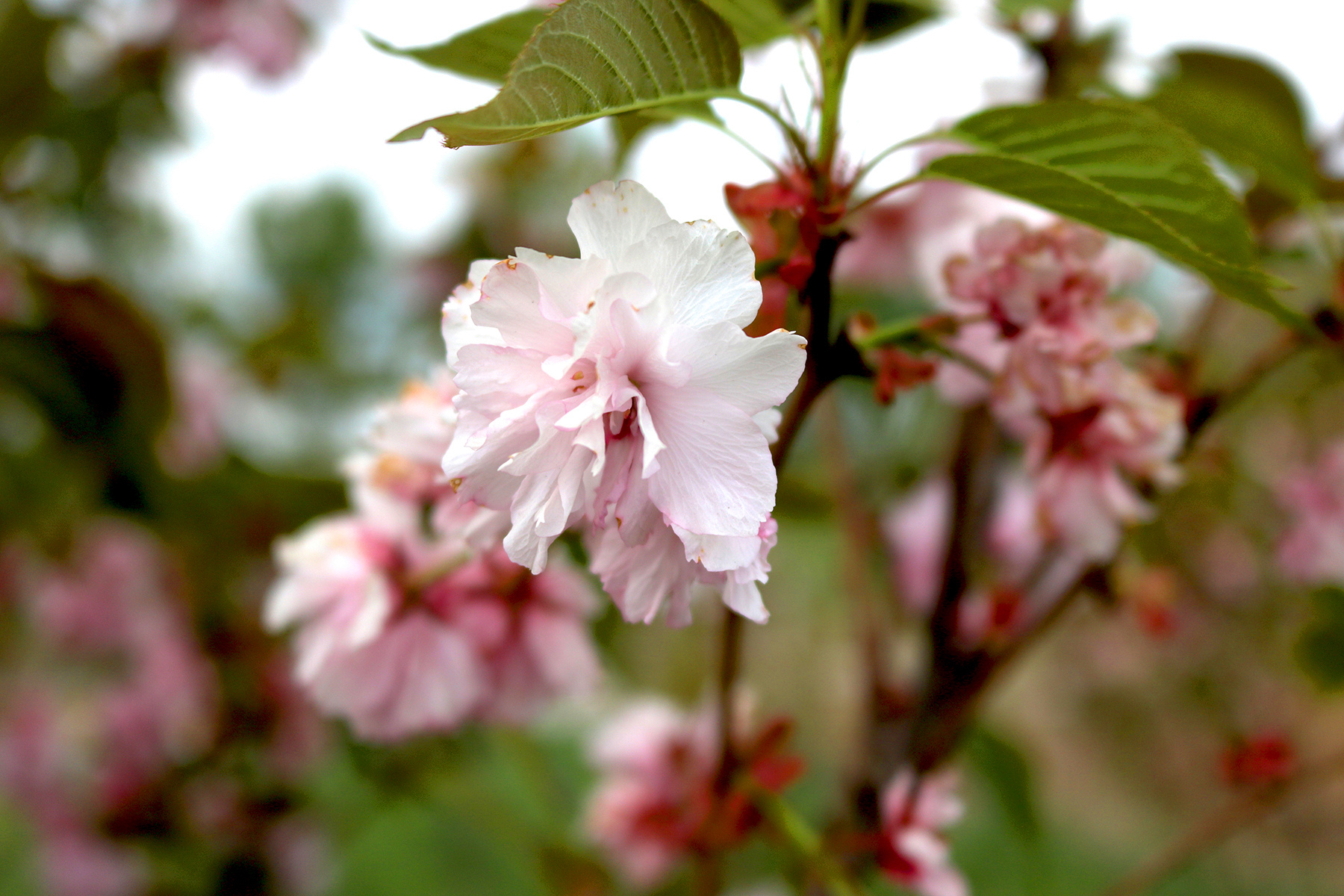 IMG_5016（1）_副本