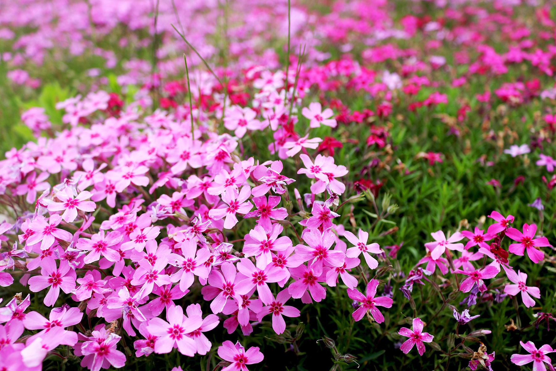 IMG_5016（1）_副本