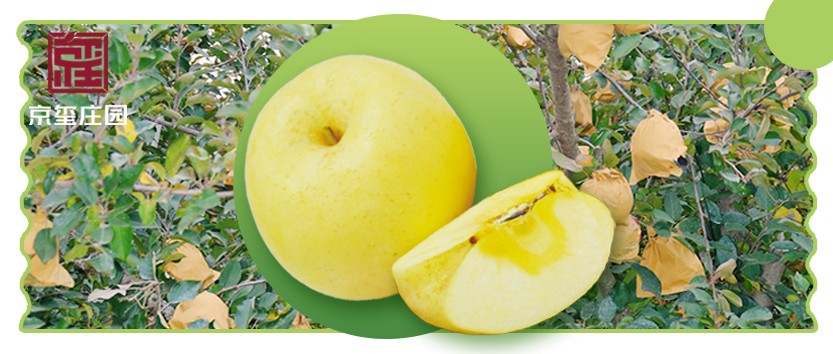 京璽上新｜金風(fēng)滿園，十里蘋香