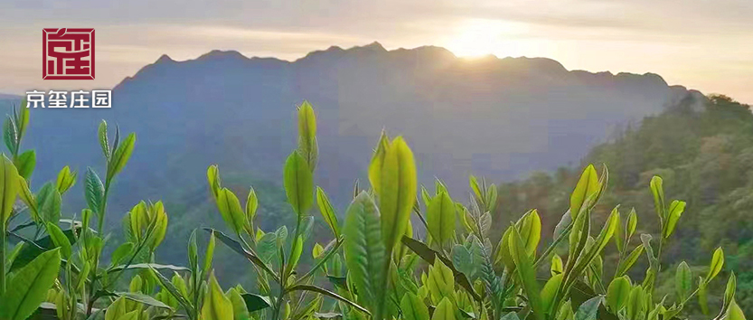 京璽上新 | 頭采太平猴魁，春日第一口茶鮮